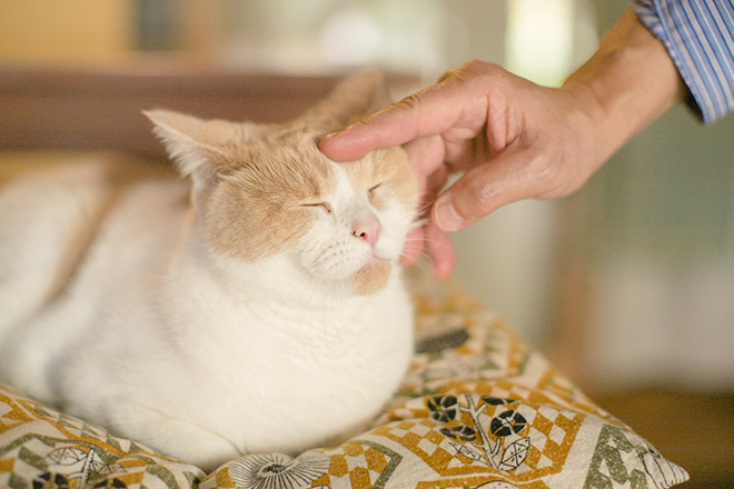 子分ブログ2親分の溺愛