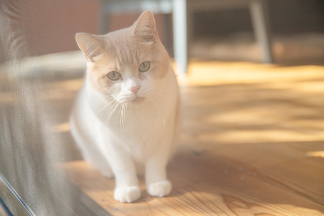 子分ブログ2_師匠の塩顔