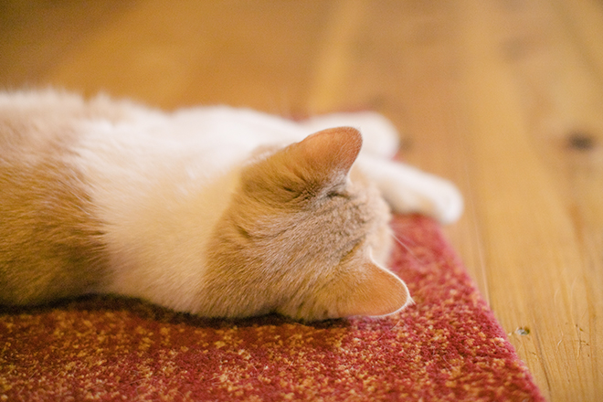 子分ブログ2_師匠の後頭部