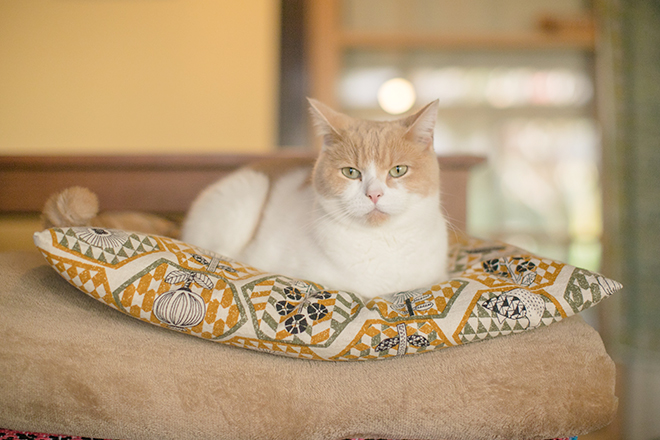 子分ブログ2小太郎師匠
