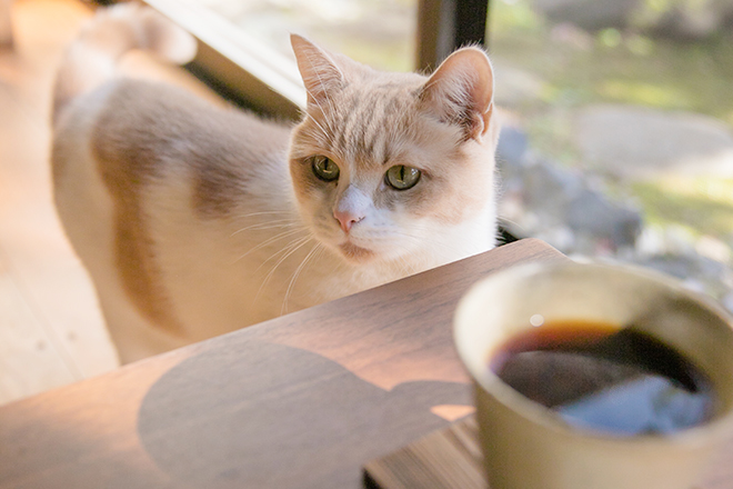 子分ブログ3_食べ物には手を出さない小太郎師匠