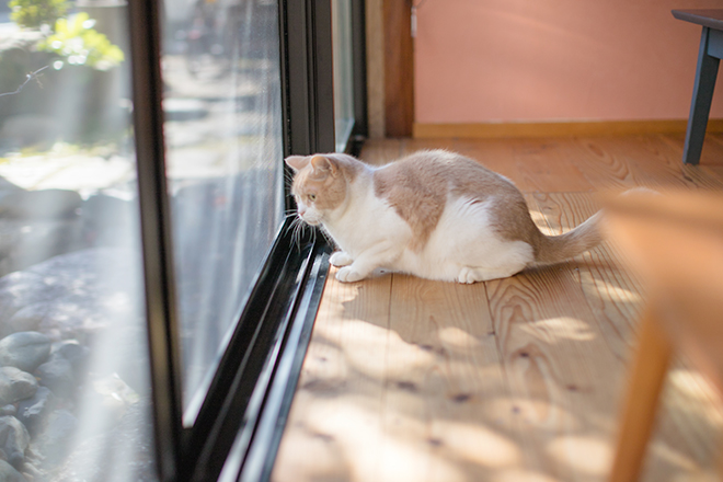 子分ブログ3_外を眺める小太郎師匠